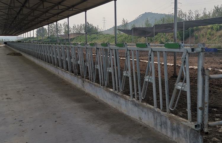 Cow farm